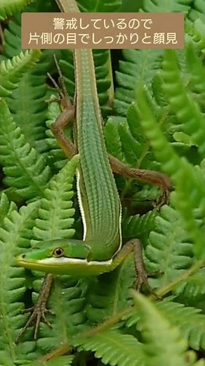 アオカナヘビのオスとメスの顔