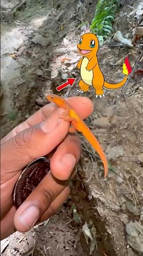 REAL-LIFE CHARMANDER!!! 🔥