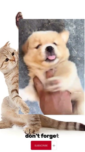 A Determined Dog #cat #dog #cutedog #funny #dogcute #puppy #funnydog #animals #cute #cuteanimal