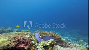 False percula clownfish or common clownfish (Ocellaris clownfish) in their magnificent sea anemone (Heteractis magnifica) on a coral reef in the Raja Ampat archipelago, Indonesia. Static slow motion.