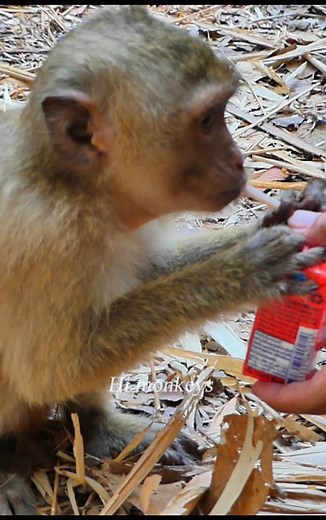 The monkey Rainbow drinking fresh milk so lovely ! | Hi Monkeys