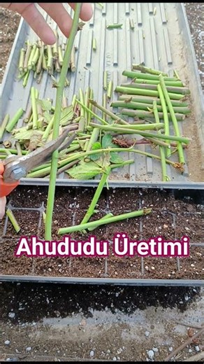 Raspberry Production