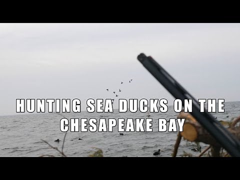 Sea Duck Hunting on the Chesapeake Bay