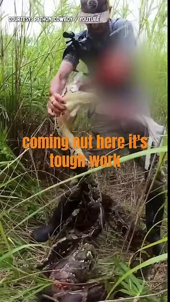 The high-stakes hunt for a massive invasive python