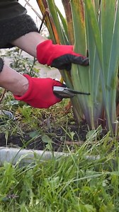 794K views · 527 reactions | Here's a guide on the best time to cut back Iris! | Garden Lovers Club | Facebook