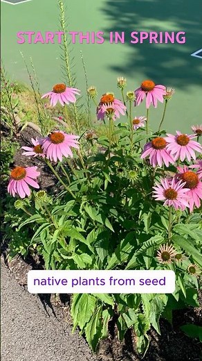 You’re NOT Too Late to Start Seeds 🌱 Purple Coneflower | Native Plants from Seed—Part 6