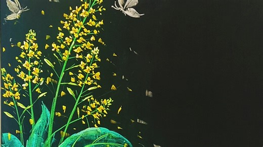 粉笔画油菜花教程