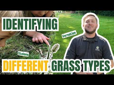How to Identify Different Grass Types 🌱