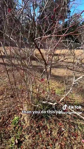 How to Prune Blueberry Bushes for Better Fruit Growth