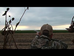 Opening Weekend Dove Hunt in Illinois