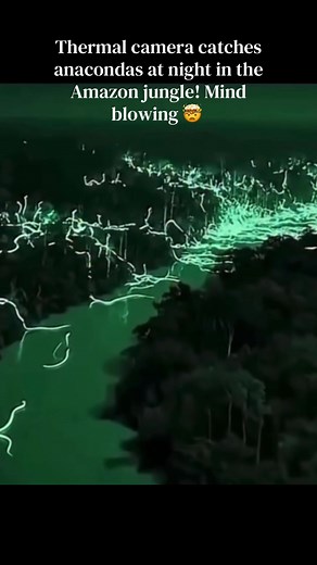 Thermal Camera Catches Anacondas at Night in the Amazon