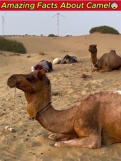 Crazy Camel Facts That Sound Fake! 🐪 #shorts