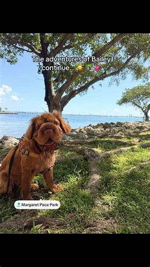 We went to Margaret Pace Park on Bayshore Drive in Miami today. It was absolutely beautiful and there was a free green market going on.