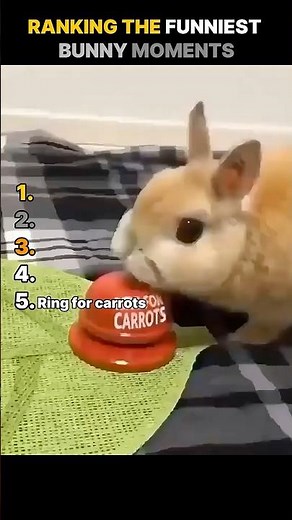 Ranking The Funniest Bunny Moments 🐰
