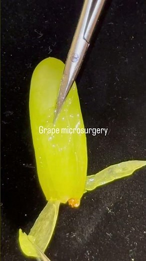 The Microsurgery Drill That Trains Elite Hand Precision