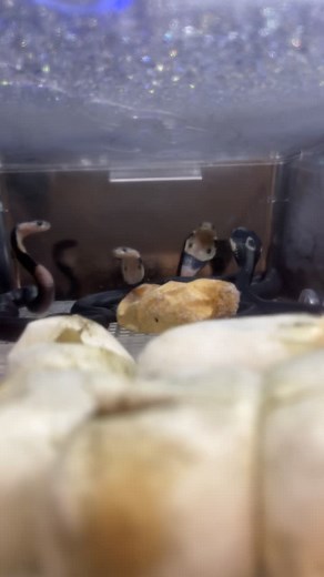 These baby Monocled Cobras hatched a couple of weeks ago. They are not more dangerous but they do have all the spunk to scare off any predators!