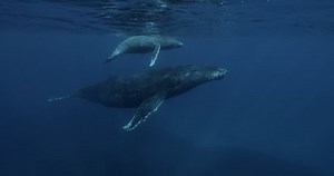 Slow motion of Mother and Calf Hump back whale