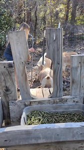 Morning Routine - Milking My Dairy Goat Pearl 🥰 #homestead #farmlife | Mountain Spring Homestead