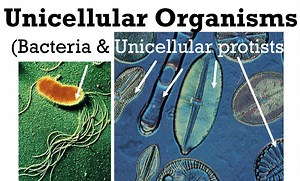 Unicellular organisms