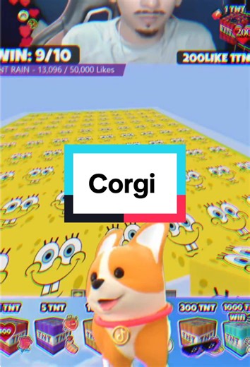 Corgis in Minecraft: The Perfect Adventure!