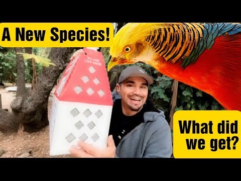 Check out this rare pheasant species!