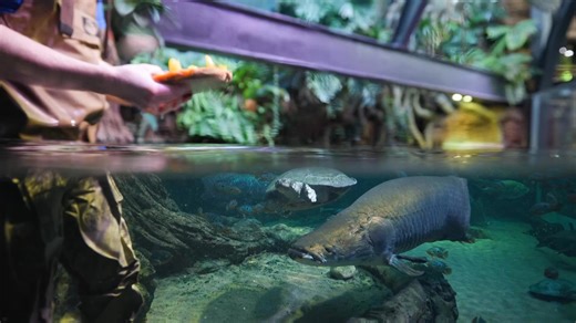 Giant river turtle named Yam enjoys Thanksgiving treat at Chicago's Shedd Aquarium