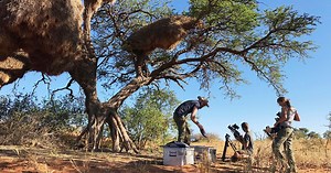 Africa's Wild Roommates - How Animals Share Bed and Board