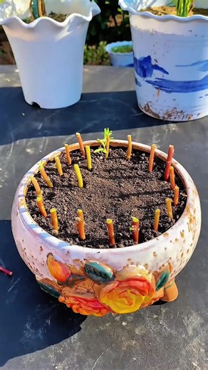 #PortulacaPlant #GardeningIdeas #USAGardening #PlantShorts #FlowerGarden portulaca plant care, how to grow portulaca, portulaca propagation, moss rose flowers, bonsai style gardening, diy gardening ideas, creative plant ideas, flower gardening tips,