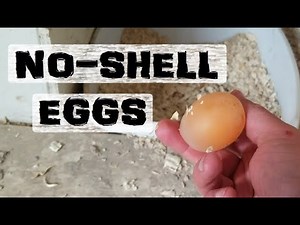 Brilliant! Eggs with NO SHELL!