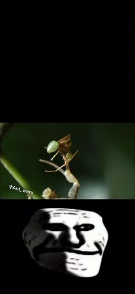 #antwars #ant #greentreeants #treescorpion #monsterbugwars