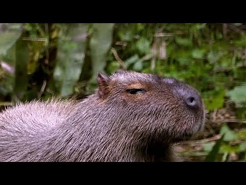 Meet the world's largest rodent up close