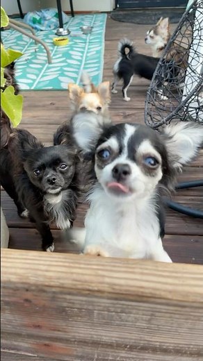 🐾🥹Meet the Cutest Chihuahua Puppy Ever! #adorable