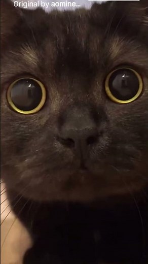🐱 Black Cat Stares Into Your Soul 👀🐈 | Cute Cat Close-Up#Shorts