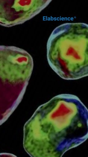 Elabscience on TikTok