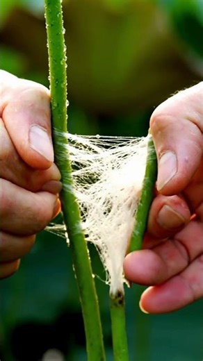 This Scarf Grows in MUD (World's Rarest Silk)