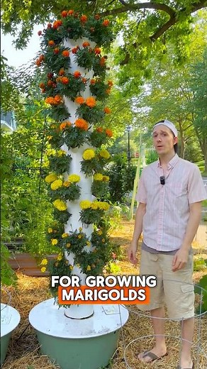 Absolutely insane hydroponic marigold tower. 🤯 Three BIG tips!