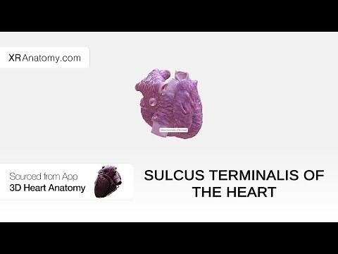 Sulcus terminalis of the heart
