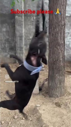 Full aggressive😡(DrACO) #pitbull #instagood #trending#viral#youtubeshorts #pets #instagram #doglife