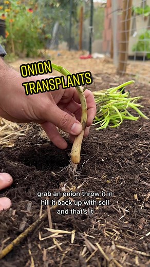 Growing Onions Successfully: Tips and Tricks for a Bountiful Harvest
