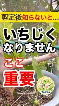 ㊗️4万再生いちじくこれやらないと実つきません🍀芽かきで変わる実のつき方と大きさ