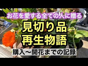 [Enjoy gardening!] It bloomed so beautifully! Calendula revival edition. This video will definite...