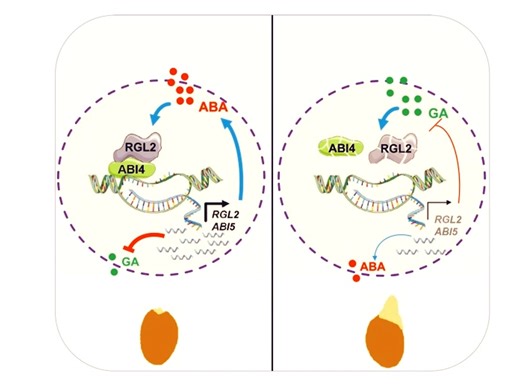 New Phytologist ABA和GA拮抗的新模块研究