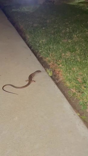 2.2K views · 18 reactions | Southern Alligator Lizard VS California Mantis - -  Credit: @kyra.andersen - - All credit goes to respective owners  DM for removal or credit. - - Follow us for more videos: @animalentertainment7 - - #prayingmantis #mantis #hunter #wasp #closeenough #predator #greaterkruger #wildlife #wildlifeaddicts #animal #hornet #animallovers #nature #africa #africasafari #yellowhornet #africamagic #attack #videooftheday | Animals Wildside | Facebook