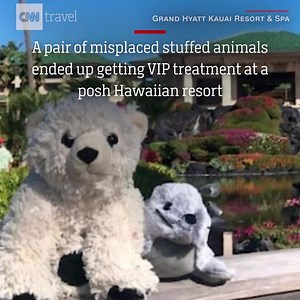 186K views · 1.9K reactions | The staff at this Hawaii resort went above and beyond for a little boy who had left his teddy bear behind. They treated the bear and his new monk seal friend to a five-star spa day, sending pictures to his family, before returning him to his owner. https://cnn.it/2Dlfj10 | CNN | Facebook