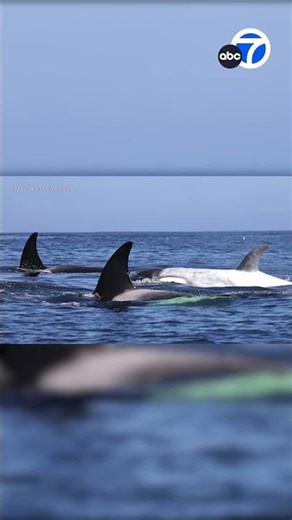 Rare white killer whale spotted among pod off Newport Beach coast