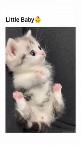 3.5K views · 75 reactions | Little Baby  #catfriendly #cats | Pet's Store's | Facebook