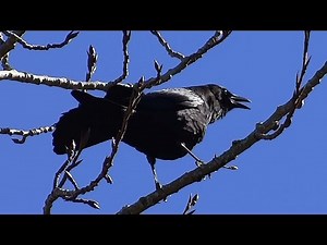 Crow Cawing