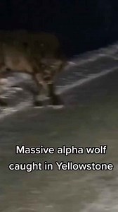 Giant Alpha Wolf Spotted Roaming Yellowstone at Night