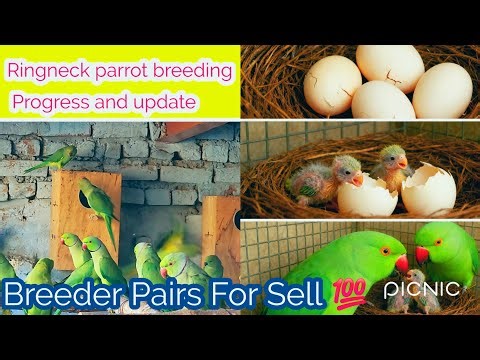 Ringneck parrot breeding Progress and update 🦜| Indian Ringneck parrot🦜 | Ringneck parrot