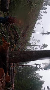 What do you think about STIHL 661 Mtronic calibration process? #topheavytimber #discussion | Brennen Miller